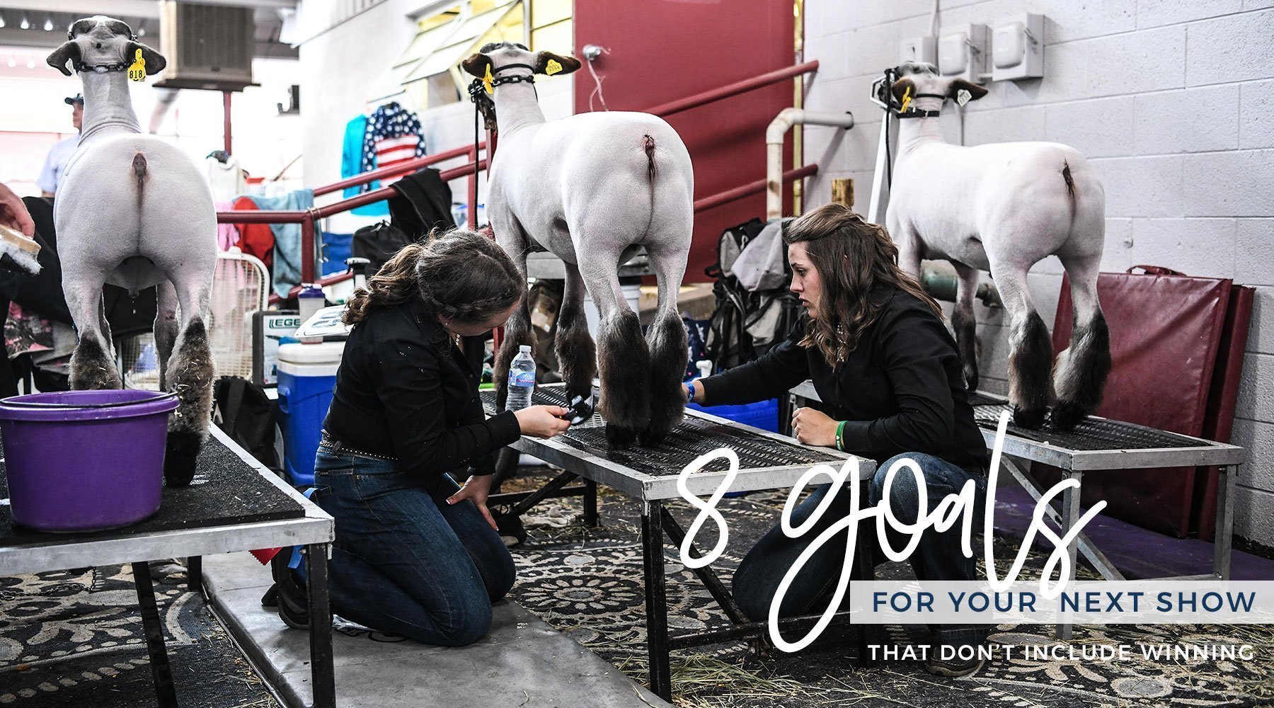 8 Goals for your next show that don't involve winning - Livestock & Co.