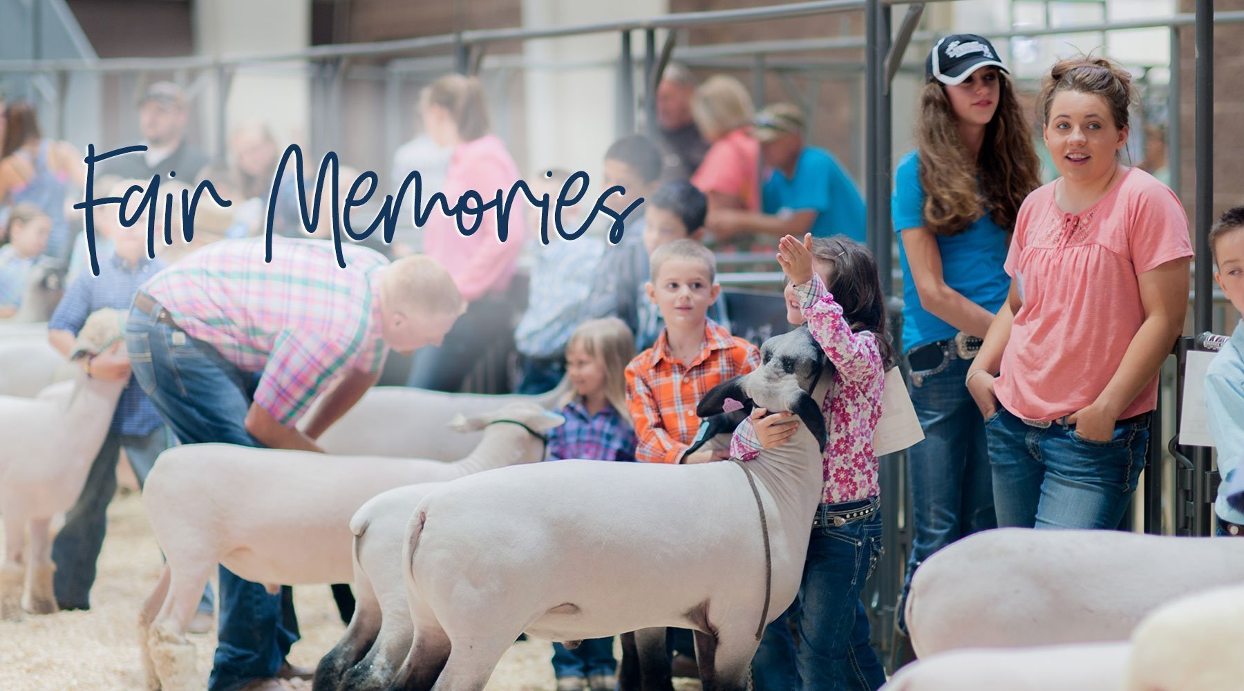 County Fair Memories 2015 - Livestock & Co.